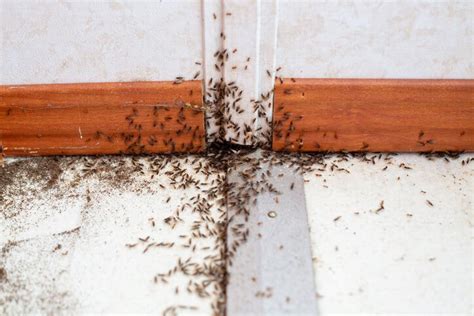 抱離龍 房間牆壁有螞蟻